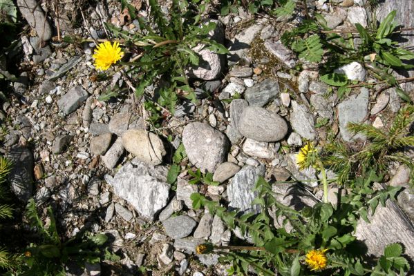 Velká Úpa, 10.5.2012
Štěrkový břeh Malé Úpy mezi Spáleným Mlýnem a Myslivnou. Biotop kovaříků Zorochros dermestoides a Zorochros flavipes. 
Klíčová slova: Krkonoše Velká Úpa Malá Úpa Spálený Mlýn Myslivna Zorochros dermestoides flavipes