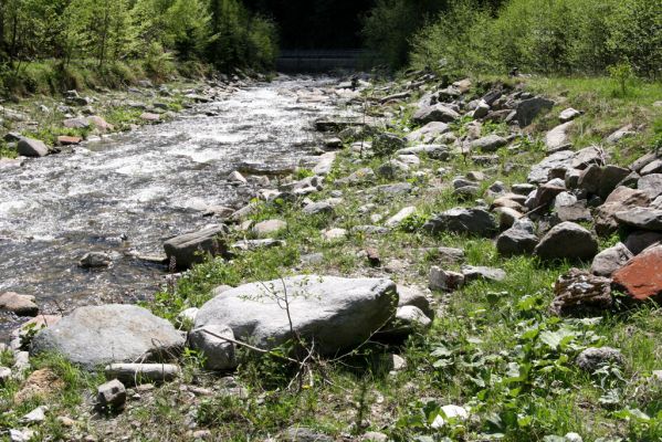 Velká Úpa, 10.5.2012
Štěrkový břeh Malé Úpy mezi Spáleným Mlýnem a Myslivnou. Biotop kovaříků Zorochros dermestoides a Zorochros flavipes.
Klíčová slova: Krkonoše Velká Úpa Malá Úpa Spálený Mlýn Myslivna Zorochros dermestoides flavipes