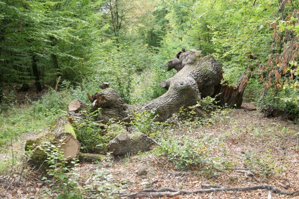 Veľký Blh, 29.9.2012
Horný Červený les (Vereš). Zarostlý pastevní les. Háj umírajících dubových obrů.

Klíčová slova: Veľký Blh Nagybalog Vereš Horný Červený les Ampedus cardinalis hjorti