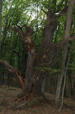 Veľký Blh, 29.9.2012
Horný Červený les (Vereš). Zarostlý pastevní les. Háj umírajících dubových obrů.

Klíčová slova: Veľký Blh Nagybalog Vereš Horný Červený les