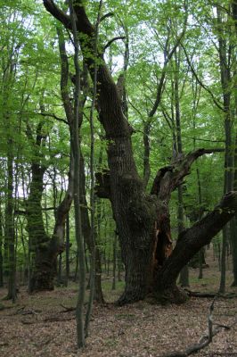 Veľký Blh, 29.9.2012
Horný Červený les (Vereš). Zarostlý pastevní les. Háj umírajících dubových obrů.



Klíčová slova: Veľký Blh Nagybalog Vereš Horný Červený les Ampedus hjorti cardinalis Lacon guerceus Brachygonus dubius