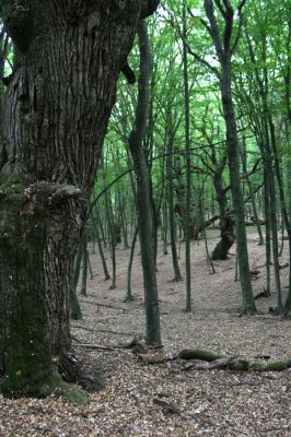 Veľký Blh, 29.9.2012
Horný Červený les (Vereš). Zarostlý pastevní les. Háj umírajících dubových obrů.



Klíčová slova: Veľký Blh Nagybalog Vereš Horný Červený les