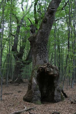 Veľký Blh, 29.9.2012
Horný Červený les (Vereš). Zarostlý pastevní les. Háj umírajících dubových obrů.

Klíčová slova: Veľký Blh Nagybalog Vereš Horný Červený les
