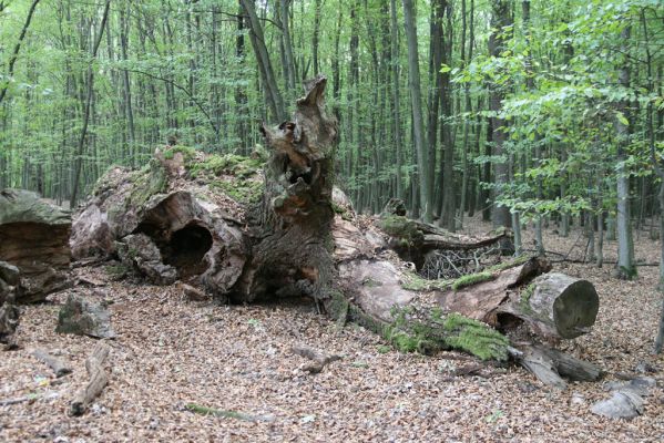 Veľký Blh, 29.9.2012
Horný Červený les (Vereš). Zarostlý pastevní les. Háj umírajících dubových obrů.


Klíčová slova: Veľký Blh Nagybalog Vereš Horný Červený les Ampedus cardinalis