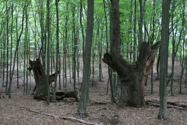 Veľký Blh, 29.9.2012
Horný Červený les (Vereš). Zarostlý pastevní les. Háj umírajících dubových obrů.

Klíčová slova: Veľký Blh Nagybalog Vereš Horný Červený les