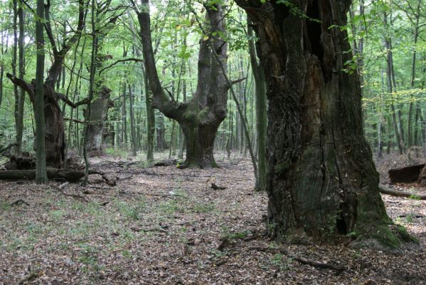 Veľký Blh, 29.9.2012
Horný Červený les (Vereš). Zarostlý pastevní les. Háj umírajících dubových obrů.



Klíčová slova: Veľký Blh Nagybalog Vereš Horný Červený les