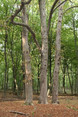 Veľký Blh, 29.9.2012
Horný Červený les (Vereš). Zarostlý pastevní les. Skupima jírovců je zimoviště kovaříků Brachygonus ruficeps.


Klíčová slova: Veľký Blh Nagybalog Vereš Horný Červený les Brachygonus ruficeps