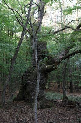 Veľký Blh, 29.9.2012
Horný Červený les (Vereš). Zarostlý pastevní les. Háj umírajících dubových obrů.

Klíčová slova: Veľký Blh Nagybalog Vereš Horný Červený les