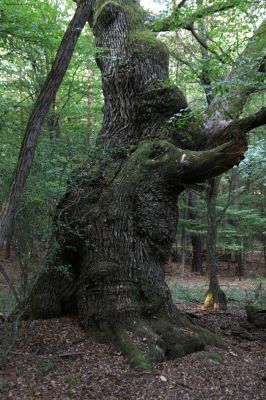 Veľký Blh, 29.9.2012
Horný Červený les (Vereš). Zarostlý pastevní les. Háj umírajících dubových obrů.


Klíčová slova: Veľký Blh Nagybalog Vereš Horný Červený les