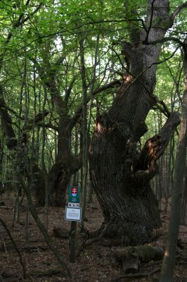 Veľký Blh, 29.9.2012
Horný Červený les (Vereš). Zarostlý pastevní les. Háj umírajících dubových obrů. Někteří ještě vzdorují času, čas mnohých již se naplnil. Typický příklad devastačního ochranářského konzervacionalismu. 



Klíčová slova: Veľký Blh Nagybalog Vereš Horný Červený les