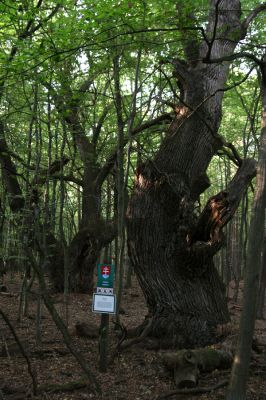 Veľký Blh, 29.9.2012
Horný Červený les (Vereš). Zarostlý pastevní les. Háj umírajících dubových obrů. Někteří ještě vzdorují času, čas mnohých již se naplnil. Typický příklad devastačního ochranářského konzervacionalismu. 



Klíčová slova: Veľký Blh Nagybalog Vereš Horný Červený les