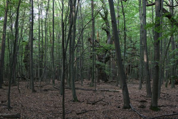 Veľký Blh, 29.9.2012
Horný Červený les (Vereš). Zarostlý pastevní les. Háj umírajících dubových obrů.



Klíčová slova: Veľký Blh Nagybalog Vereš Horný Červený les