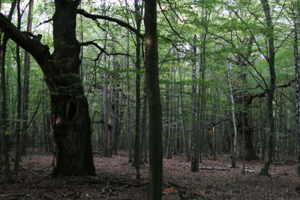Veľký Blh, 29.9.2012
Horný Červený les (Vereš). Zarostlý pastevní les. Háj umírajících dubových obrů.


Klíčová slova: Veľký Blh Nagybalog Vereš Horný Červený les