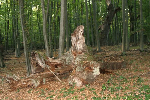 Veľký Blh, 29.9.2012
Horný Červený les (Vereš). Zarostlý pastevní les. Háj umírajících dubových obrů.


Klíčová slova: Veľký Blh Nagybalog Vereš Horný Červený les Ampedus cardinalis hjorti praeustus quadrisignatus Gnorimus variabilis