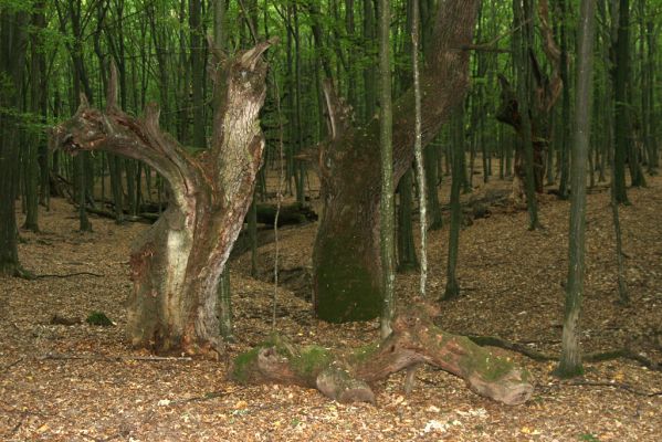 Veľký Blh, 29.9.2012
Horný Červený les (Vereš). Zarostlý pastevní les. Háj umírajících dubových obrů.


Klíčová slova: Veľký Blh Nagybalog Vereš Horný Červený les