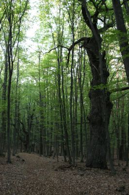 Veľký Blh, 29.9.2012
Horný Červený les (Vereš). Zarostlý pastevní les. Háj umírajících dubových obrů.


Klíčová slova: Veľký Blh Nagybalog Vereš Horný Červený les