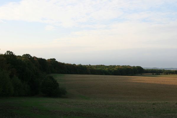 Veľký Blh, 29.9.2012
Horný Červený les (Vereš). Zarostlý pastevní les pohled od jihu na jeho východní okraj.


Klíčová slova: Veľký Blh Nagybalog Vereš Horný Červený les
