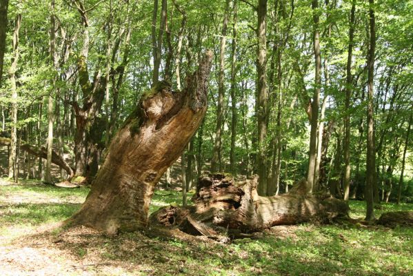 Veľký Blh, 7.5.2016
Horný Červený les (Vereš). Zarostlý pastevní les. Pohřebiště dubových obrů.

Klíčová slova: Veľký Blh Horný Červený les Vereš