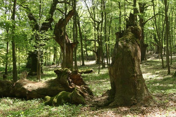 Veľký Blh, 7.5.2016
Horný Červený les (Vereš). Zarostlý pastevní les. Pohřebiště dubových obrů.



Klíčová slova: Veľký Blh Horný Červený les Vereš