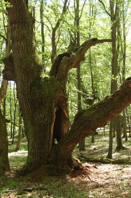 Veľký Blh, 7.5.2016
Horný Červený les (Vereš). Zarostlý pastevní les. Pohřebiště dubových obrů.

Mots-clés: Veľký Blh Horný Červený les Vereš Ampedus cardinalis hjorti Lacon querceus Brachygonus dubius