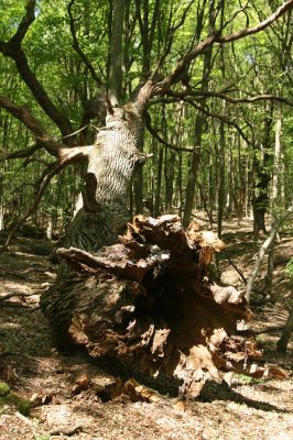 Veľký Blh, 7.5.2016
Horný Červený les (Vereš). Zarostlý pastevní les. Pohřebiště dubových obrů.

Klíčová slova: Veľký Blh Horný Červený les Vereš