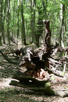 Veľký Blh, 7.5.2016
Horný Červený les (Vereš). Zarostlý pastevní les. Pohřebiště dubových obrů.

Schlüsselwörter: Veľký Blh Horný Červený les Vereš