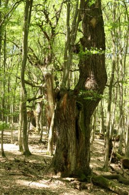 Veľký Blh, 7.5.2016
Horný Červený les (Vereš). Zarostlý pastevní les. Pohřebiště dubových obrů.

Mots-clés: Veľký Blh Horný Červený les Vereš