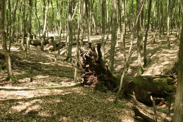Veľký Blh, 7.5.2016
Horný Červený les (Vereš). Zarostlý pastevní les. Pohřebiště dubových obrů.

Klíčová slova: Veľký Blh Horný Červený les Vereš