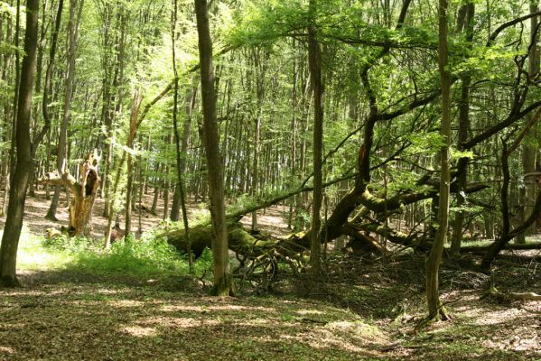 Veľký Blh, 7.5.2016
Horný Červený les (Vereš). Zarostlý pastevní les. Pohřebiště dubových obrů.

Klíčová slova: Veľký Blh Horný Červený les Vereš