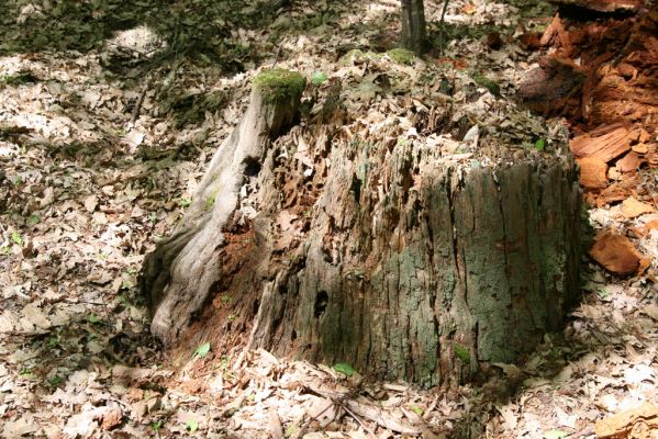 Veľký Blh, 7.5.2016
Horný Červený les (Vereš). Zarostlý pastevní les. Pohřebiště dubových obrů.

Mots-clés: Veľký Blh Horný Červený les Vereš Gnorimus variabilis Ampedus praeustus quadrisignatus