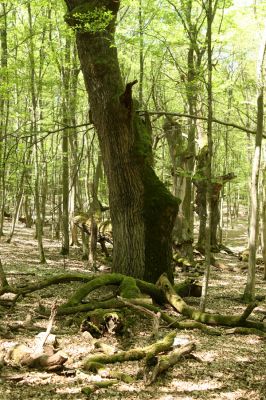 Veľký Blh, 7.5.2016
Horný Červený les (Vereš). Zarostlý pastevní les. Pohřebiště dubových obrů.

Klíčová slova: Veľký Blh Horný Červený les Vereš