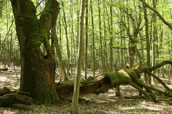 Veľký Blh, 7.5.2016
Horný Červený les (Vereš). Zarostlý pastevní les. Pohřebiště dubových obrů.

Klíčová slova: Veľký Blh Horný Červený les Vereš Ampedus cardinalis