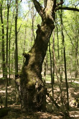 Veľký Blh, 7.5.2016
Horný Červený les (Vereš). Zarostlý pastevní les. Pohřebiště dubových obrů.

Schlüsselwörter: Veľký Blh Horný Červený les Vereš