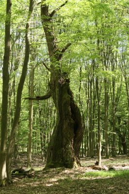 Veľký Blh, 7.5.2016
Horný Červený les (Vereš). Zarostlý pastevní les. Pohřebiště dubových obrů.

Klíčová slova: Veľký Blh Horný Červený les Vereš