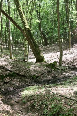 Veľký Blh, 7.5.2016
Horný Červený les (Vereš). Zarostlý pastevní les. Pohřebiště dubových obrů.

Klíčová slova: Veľký Blh Horný Červený les Vereš