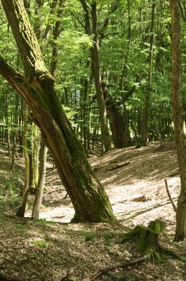 Veľký Blh, 7.5.2016
Horný Červený les (Vereš). Zarostlý pastevní les. Pohřebiště dubových obrů.

Klíčová slova: Veľký Blh Horný Červený les Vereš