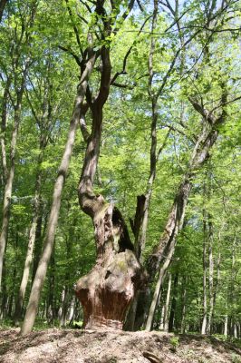 Veľký Blh, 7.5.2016
Horný Červený les (Vereš). Zarostlý pastevní les. Pohřebiště dubových obrů.

Klíčová slova: Veľký Blh Horný Červený les Vereš