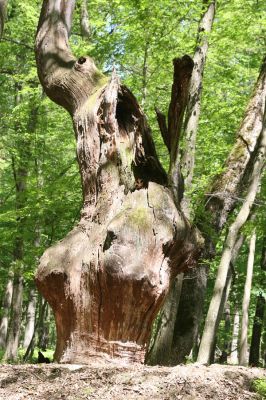 Veľký Blh, 7.5.2016
Horný Červený les (Vereš). Zarostlý pastevní les. Pohřebiště dubových obrů.

Mots-clés: Veľký Blh Horný Červený les Vereš