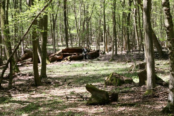 Veľký Blh, 7.5.2016
Horný Červený les (Vereš). Zarostlý pastevní les. Pohřebiště dubových obrů.

Klíčová slova: Veľký Blh Horný Červený les Vereš