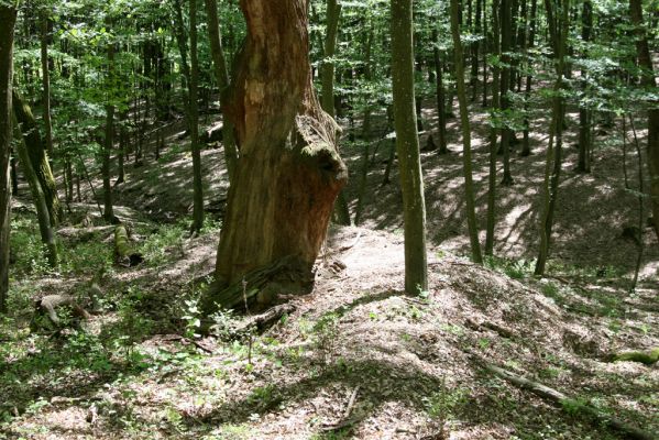 Veľký Blh, 7.5.2016
Horný Červený les (Vereš). Zarostlý pastevní les. Pohřebiště dubových obrů.

Klíčová slova: Veľký Blh Horný Červený les Vereš