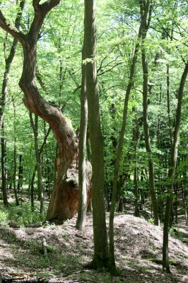 Veľký Blh, 7.5.2016
Horný Červený les (Vereš). Zarostlý pastevní les. Pohřebiště dubových obrů.

Keywords: Veľký Blh Horný Červený les Vereš