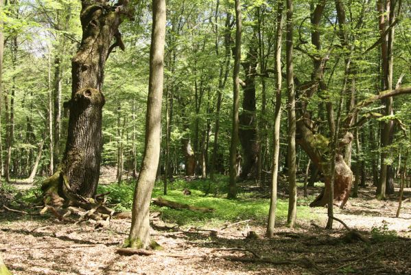 Veľký Blh, 7.5.2016
Horný Červený les (Vereš). Zarostlý pastevní les. Pohřebiště dubových obrů.

Mots-clés: Veľký Blh Horný Červený les Vereš