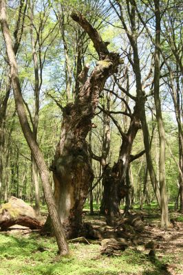 Veľký Blh, 7.5.2016
Horný Červený les (Vereš). Zarostlý pastevní les. Pohřebiště dubových obrů.

Keywords: Veľký Blh Horný Červený les Vereš