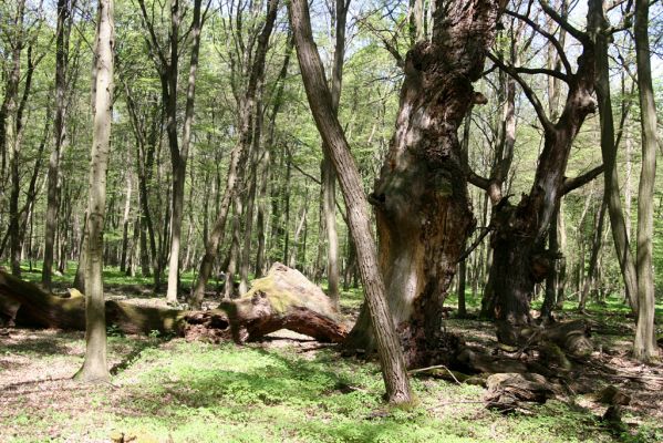 Veľký Blh, 7.5.2016
Horný Červený les (Vereš). Zarostlý pastevní les. Pohřebiště dubových obrů.

Klíčová slova: Veľký Blh Horný Červený les Vereš