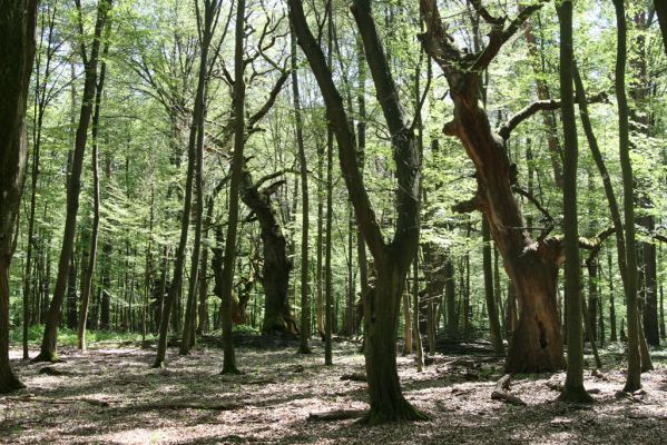 Veľký Blh, 7.5.2016
Horný Červený les (Vereš). Zarostlý pastevní les. Pohřebiště dubových obrů.

Klíčová slova: Veľký Blh Horný Červený les Vereš