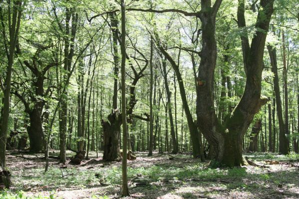 Veľký Blh, 7.5.2016
Horný Červený les (Vereš). Zarostlý pastevní les. Pohřebiště dubových obrů.

Klíčová slova: Veľký Blh Horný Červený les Vereš