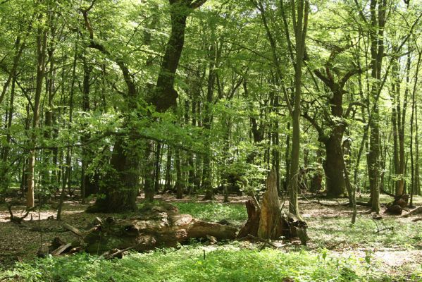 Veľký Blh, 7.5.2016
Horný Červený les (Vereš). Zarostlý pastevní les. Pohřebiště dubových obrů.


Schlüsselwörter: Veľký Blh Horný Červený les Vereš