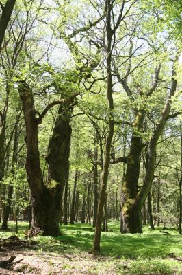 Veľký Blh, 7.5.2016
Horný Červený les (Vereš). Zarostlý pastevní les. Pohřebiště dubových obrů.


Keywords: Veľký Blh Horný Červený les Vereš