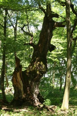 Veľký Blh, 7.5.2016
Horný Červený les (Vereš). Zarostlý pastevní les. Pohřebiště dubových obrů.


Klíčová slova: Veľký Blh Horný Červený les Vereš