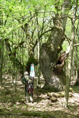 Veľký Blh, 7.5.2016
Horný Červený les (Vereš). Zarostlý pastevní les. Pohřebiště dubových obrů.


Klíčová slova: Veľký Blh Horný Červený les Vereš